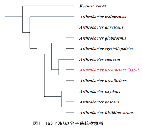 図1 16S rDNAの分子系統樹解析