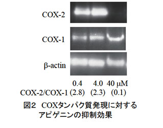 図2 COXタンパク質発現に対するアピゲニンの抑制効果