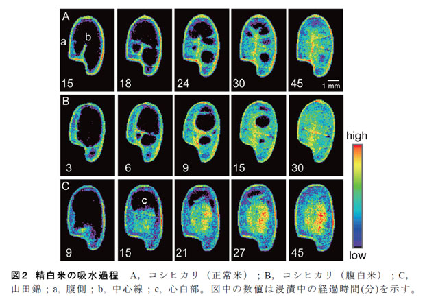 図2 精白米の吸水過程