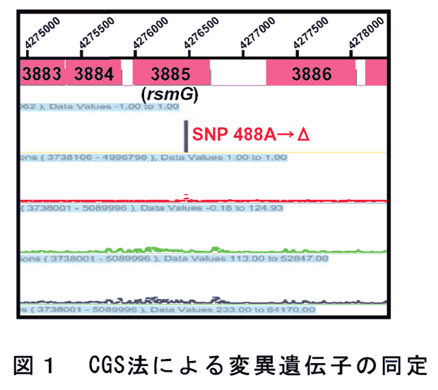 図1 CGS法による変異遺伝子の同定