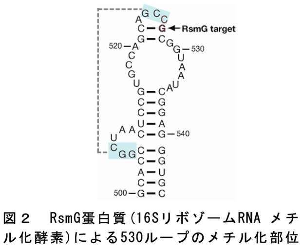 図2 RsmG蛋白質(16SリボゾームRNA メチル化酵素)による530ループのメチル化部位