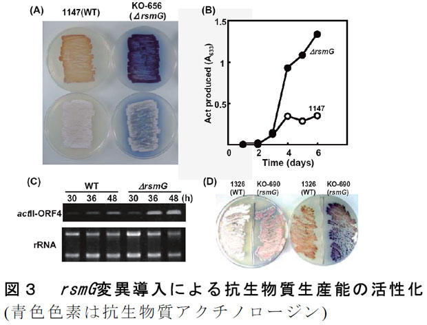 図3 rsmG変異導入による抗生物質生産能の活性化