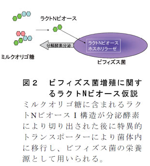 図2 ビフィズス菌増殖に関するラクトNビオース仮説