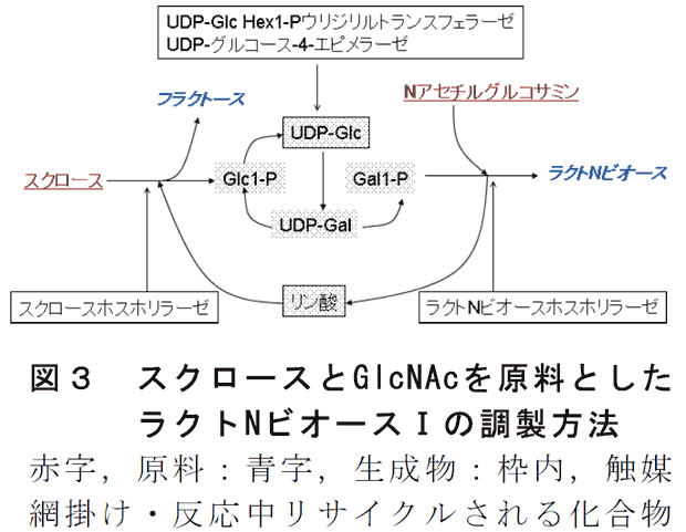 図3 スクロースとGlcNAcを原料としたラクトNビオースIの調製方法