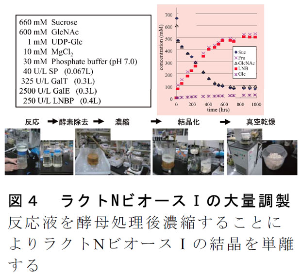 図4 ラクトNビオースIの大量調製