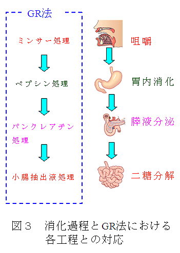 図3 消化過程とGR法における各工程との対応