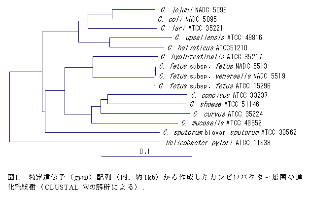 図1. 特定遺伝子(gyrB)配列(内、約1kb)から作成したカンピロバクター属菌の進化系統樹(CLUSTAL Wの解析による).