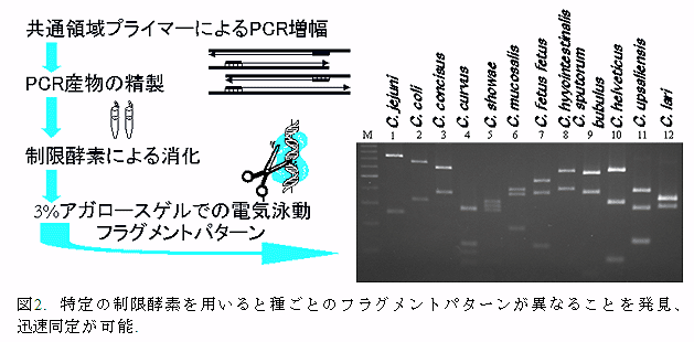図2. 特定の制限酵素を用いると種ごとのフラグメントパターンが異なることを発見、迅速同定が可能.