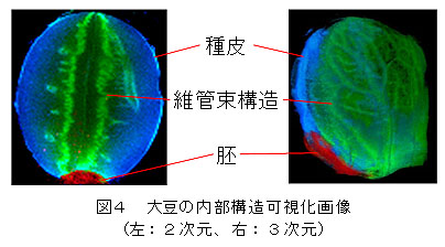 図4 大豆の内部構造可視化画像(左:2次元、右:3次元)