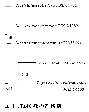 図1.TM40株の系統樹