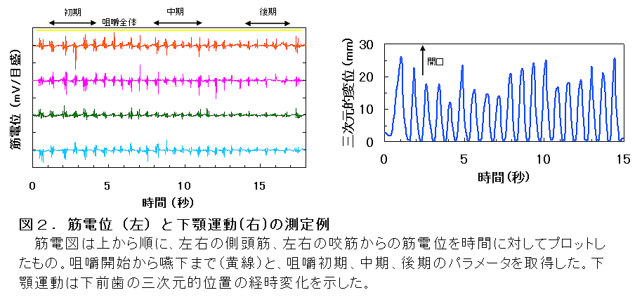 図2.筋電位(左)と下顎運動(右)の測定例
