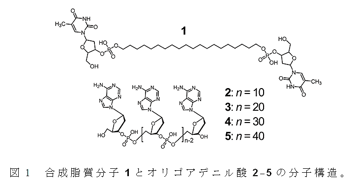 図1 合成脂質分子1とオリゴアデニル酸2-5の分子構造。