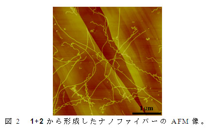 図2 1+2から形成したナノファイバーのAFM像。