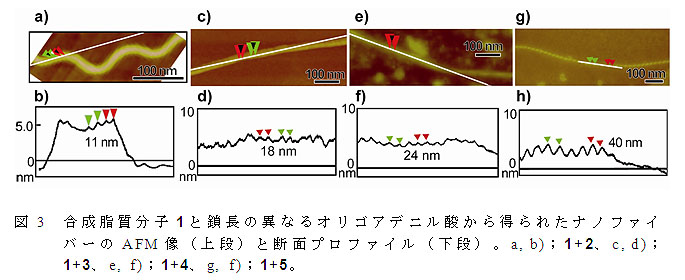 図3 合成脂質分子1と鎖長の異なるオリゴアデニル酸から得られたナノファイバーのAFM像(上段)と断面プロファイル(下段)。a, b);1+2、c, d);1+3、e, f);1+4、g, f);1+5。