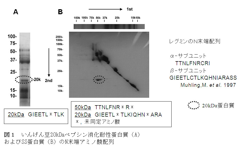 図1 いんげん豆20kDaペプシン消化耐性蛋白質(A)およびSS蛋白質(B)のN末端アミノ酸配列