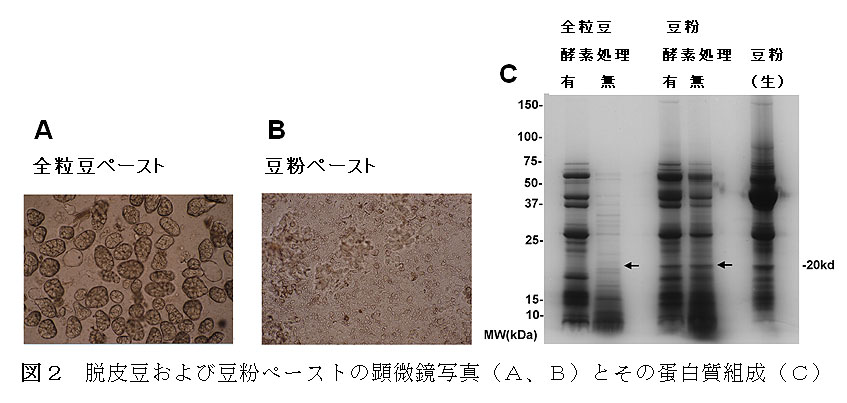 図2 脱皮豆および豆粉ペーストの顕微鏡写真(A、B)とその蛋白質組成(C)