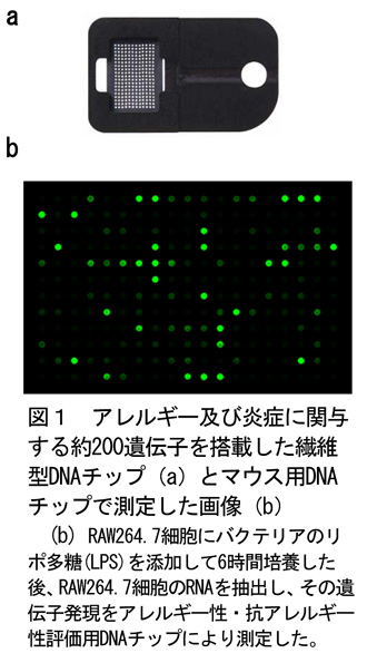 図1 アレルギー及び炎症に関与する約200遺伝子を搭載した繊維型DNAチップ(a)とマウス用DNAチップで測定した画像(b) (b)RAW264.7細胞にバクテリアのリポ多糖(LPS)を添加して6時間培養した後、RAW264.7細胞のRNAを抽出し、その遺伝子発現をアレルギー性・抗アレルギー性評価用DNAチップにより測定した。