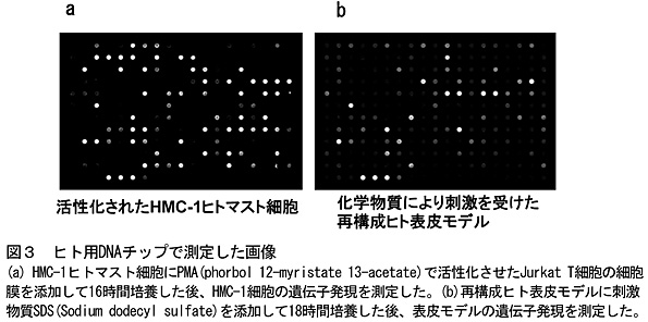 図3 ヒト用DNAチップで測定した画像(a) HMC-1ヒトマスト細胞にPMA(phorbol 12-myristate 13-acetate)で活性化させたJurkat T細胞の細胞膜を添加して16時間培養した後、HMC-1細胞の遺伝子発現を測定した。(b)再構成ヒト表皮モデルに刺激物質SDS(Sodium dodecyl sulfate)を添加して18時間培養した後、表皮モデルの遺伝子発現を測定した。