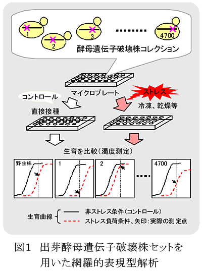 図1 出芽酵母遺伝子破壊株セットを用いた網羅的表現型解析