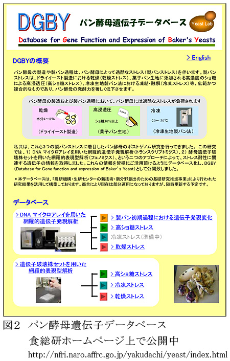 図2 パン酵母遺伝子データベース食総研ホームページ上で公開中