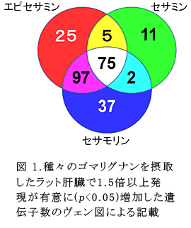 図1.種々のゴマリグナンを摂取したラット肝臓で1.5倍以上発現が有意に(p<0.05)増加した遺伝子数のヴェン図による記載