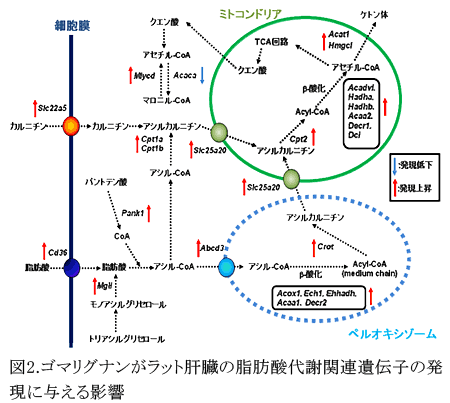 図2.ゴマリグナンがラット肝臓の脂肪酸代謝関連遺伝子の発現に与える影響