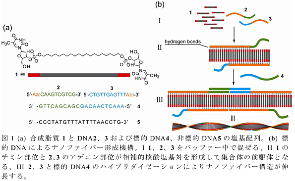 図1 (a) 合成脂質1とDNA2、3および標的DNA4、非標的DNA5の塩基配列。(b) 標的DNAによるナノファイバー形成機構。I 1、2、3をバッファー中で混ぜる、II 1のチミン部位と2、3のアデニン部位が相補的核酸塩基対を形成して集合体の前駆体となる、III 2、3と標的DNA4のハイブリダイゼーションによりナノファイバー構造が伸長する。