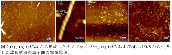 図2 (a)、(b) 1/2/3/4から形成したナノファイバー、(c) 1/2/3および(d) 1/2/3/5から生成した球状構造の原子間力顕微鏡像。