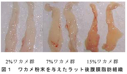 図1 ワカメ粉末を与えたラット後腹膜脂肪組織