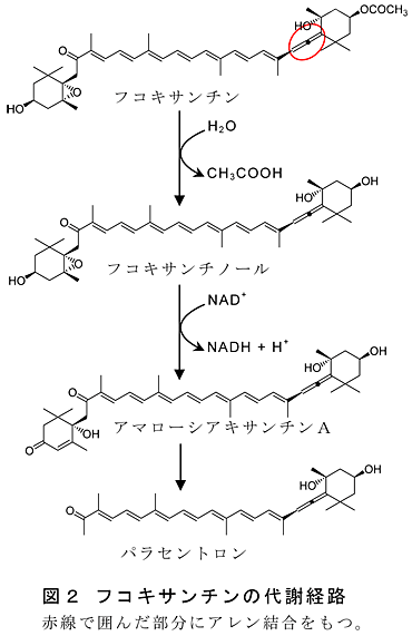 図2 フコキサンチンの代謝経路赤線で囲んだ部分にアレン結合をもつ。