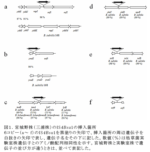 図1.宮城野株(三浦株)のIS4Bsu1の挿入箇所6コピー(a～f)のIS4Bsu1を黒塗りの矢印で、挿入箇所の周辺遺伝子を白抜きの矢印で表し、遺伝子名をその下に記した。数値(%)は枯草菌実験室株遺伝子とのアミノ酸配列相同性を示す。宮城野株と実験室株で遺伝子の並び方が違うときは、並べて表記した。