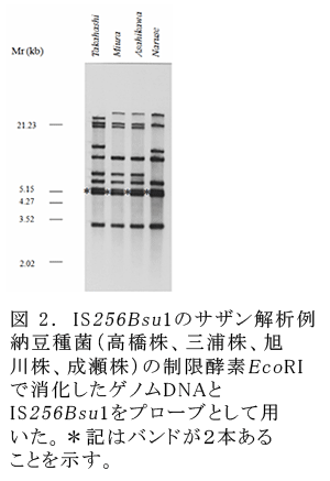 図2.IS256Bsu1のサザン解析例納豆種菌(高橋株、三浦株、旭川株、成瀬株)の制限酵素EcoRIで消化したゲノムDNAとIS256Bsu1をプローブとして用いた。*記はバンドが2本あることを示す。