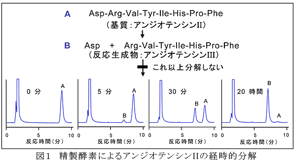 図1 精製酵素によるアンジオテンシンIIの経時的分解