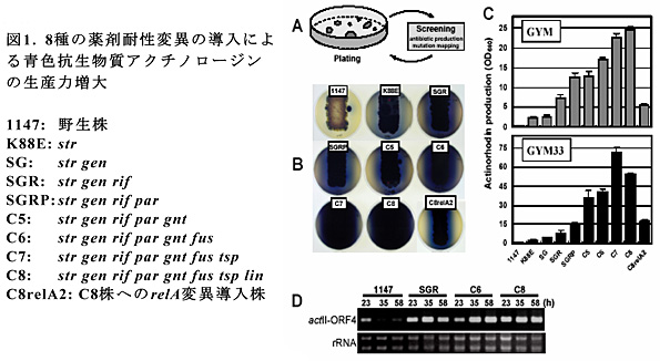 図1.8種の薬剤耐性変異の導入による青色抗生物質アクチノロージンの生産力増大