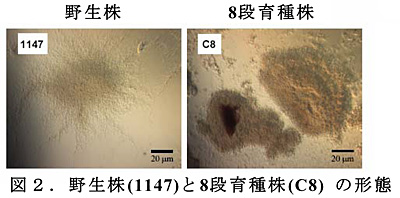 図2.野生株(1147)と8段育種株(C8) の形態