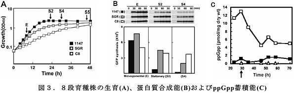 図3.8段育種株の生育(A)、蛋白質合成能(B)およびppGpp蓄積能(C)