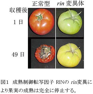 図1 成熟制御転写因子 RINの rin変異により果実の成熟は完全に停止する。