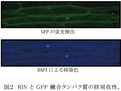 図2 RIN と GFP 融合タンパク質の核局在性。