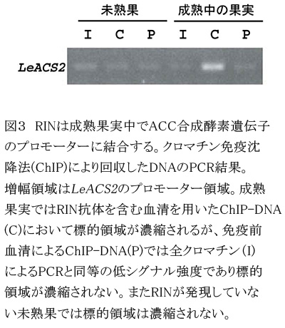 図3 RINは成熟果実中でACC合成酵素遺伝子のプロモーターに結合する。クロマチン免疫沈降法(ChIP)により回収したDNAのPCR結果。増幅領域はLeACS2のプロモーター領域。成熟果実ではRIN抗体を含む血清を用いたChIP-DNA(C)において標的領域が濃縮されるが、免疫前血清によるChIP-DNA(P)では全クロマチン(I)によるPCRと同等の低シグナル強度であり標的領域が濃縮されない。またRINが発現していない未熟果では標的領域は濃縮されない。