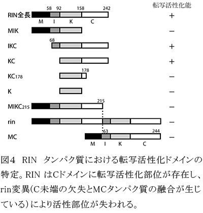 図4 RIN タンパク質における転写活性化ドメインの特定。RINはCドメインに転写活性化部位が存在し、rin変異(C未端の欠失とMCタンパク質の融合が生じている)により活性部位が失われる。