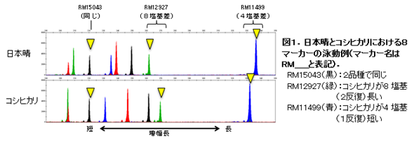 図1.日本晴とコシヒカリにおける8マーカーの泳動例(マーカー名はRM__と表記)