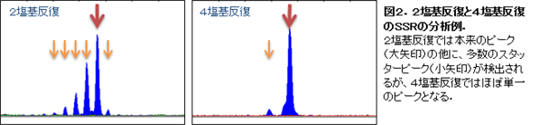 図2.2塩基反復と4塩基反復のSSRの分析例