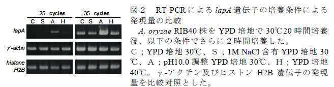 図2 RT-PCRによるlapA遺伝子の培養条件による発現量の比較  A. oryzae RIB40株をYPD培地で30°C20時間培養後、以下の条件でさらに2時間培養した。 C;YPD培地30°C、S;1M NaCl含有YPD培地30°C、A;pH10.0調整YPD培地30°C、H;YPD培地40°C。γ-アクチン及びヒストンH2B遺伝子の発現量を比較対照とした