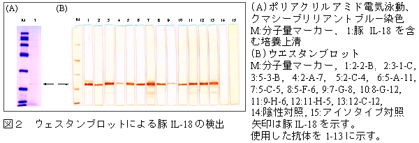 図2 ウェスタンブロットによる豚IL-18の検出