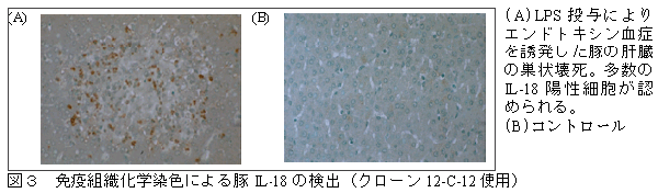 図3 免疫組織化学染色による豚IL-18の検出(クローン12-c-12使用)