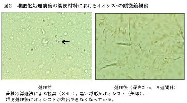 図2 堆肥化処理前後の糞便材料におけオオシストの顕微鏡観察