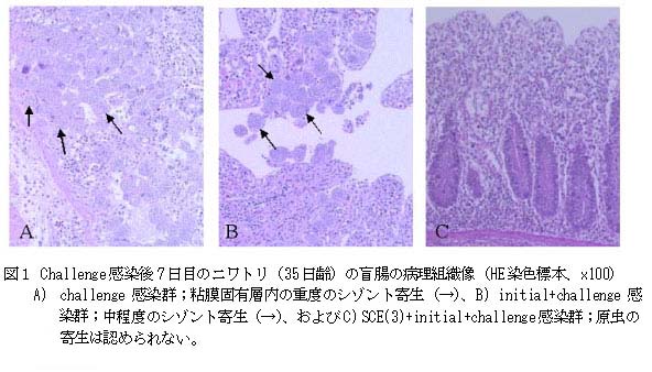 図1 Challenge感染後7日目のニワトリ(35日齢)の盲腸の病理組織像