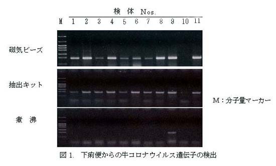 図1. 下痢便からの牛コロナウイルス遺伝子の検出