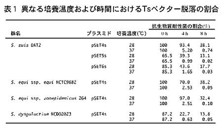 表1 異なる培養温度および時間におけるTsベクター脱落の割合