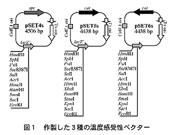図1 作製した3種の温度感受性ベクター